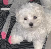 Healthy Maltese puppies with all papers image 4